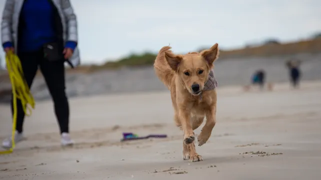 Deputy wants to see licensing for dog walkers scrapped already