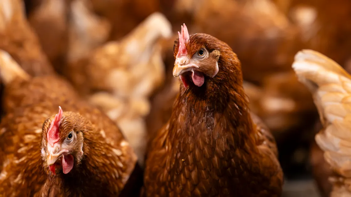 To ensure ongoing high standards, the Rihoys are joining forces with Jersey’s three main egg producers, the largest poultry vet in the UK, and the States in both islands to form the Channel Islands Poultry association