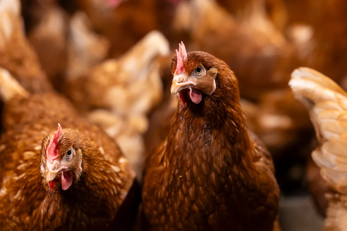 To ensure ongoing high standards, the Rihoys are joining forces with Jersey’s three main egg producers, the largest poultry vet in the UK, and the States in both islands to form the Channel Islands Poultry association