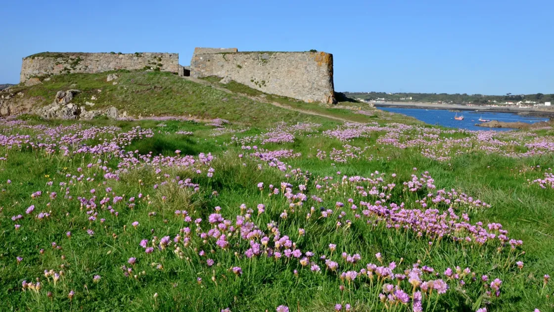 Thrift/ Armeria maritima