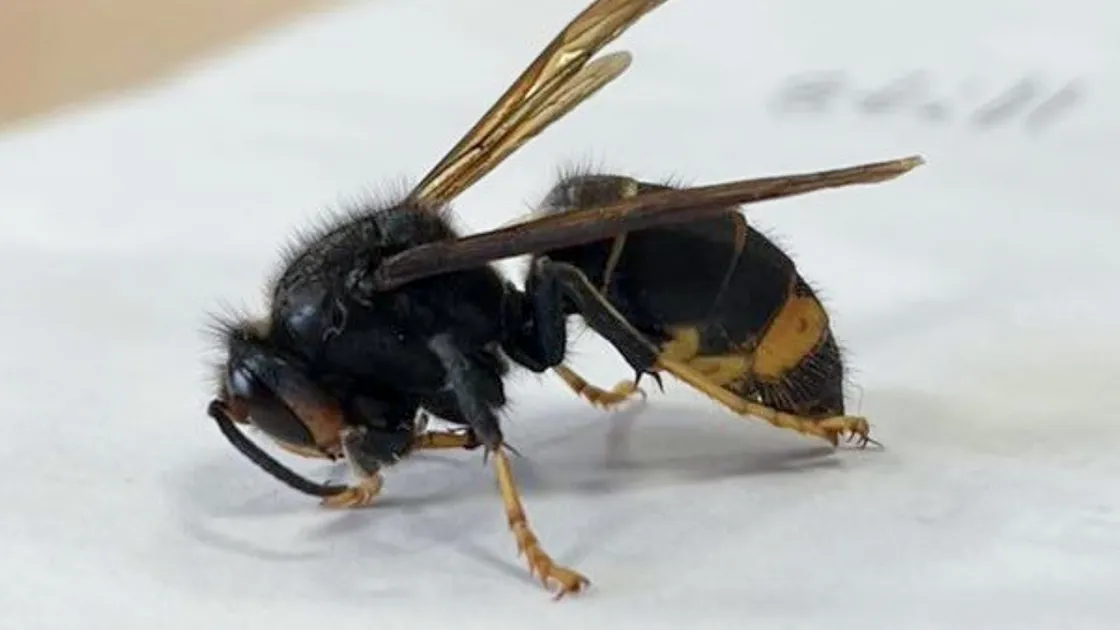 An Asian hornet queen caught this spring.