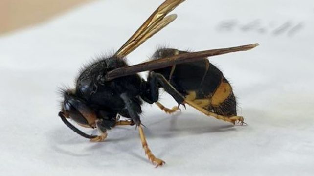 ‘Track don’t trample’ any Asian hornets