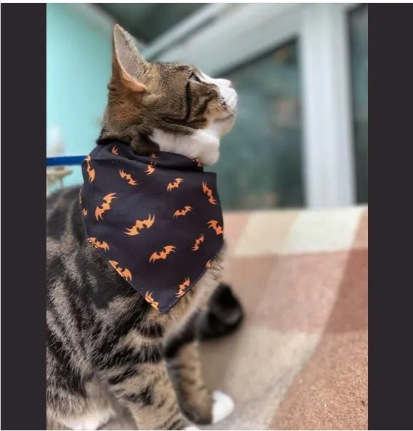 Melissa Young's cat Jeff caught the shrew when it entered their home in Easington Lane, Tyne & Wear. (31424956)