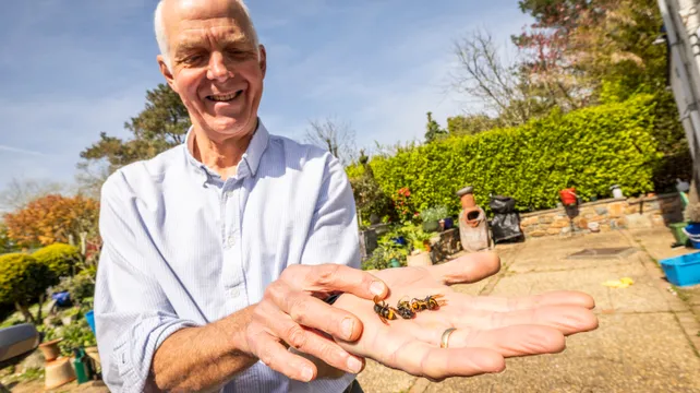 ‘Cost-effective’ Asian hornet strategy keeping numbers low