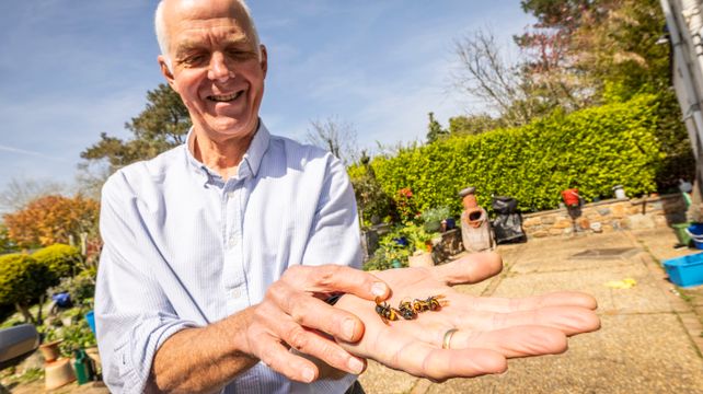 ‘Cost-effective’ Asian hornet strategy keeping numbers low