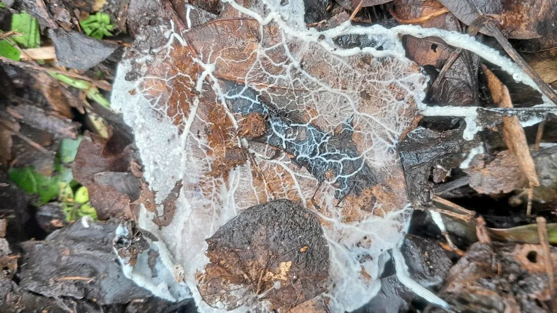 The plasmodium (body) of a slime mould (myxomycetes)
