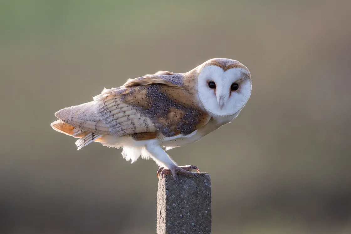 Barn owl