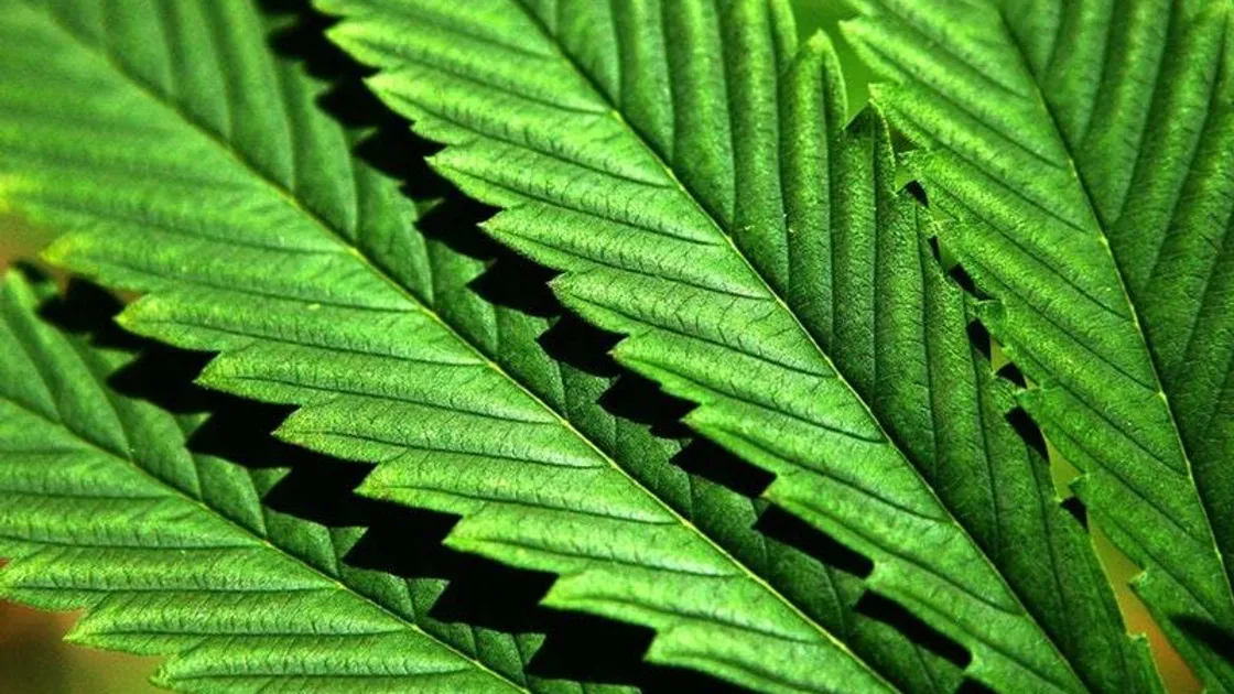 Cannabis plant (28748518)