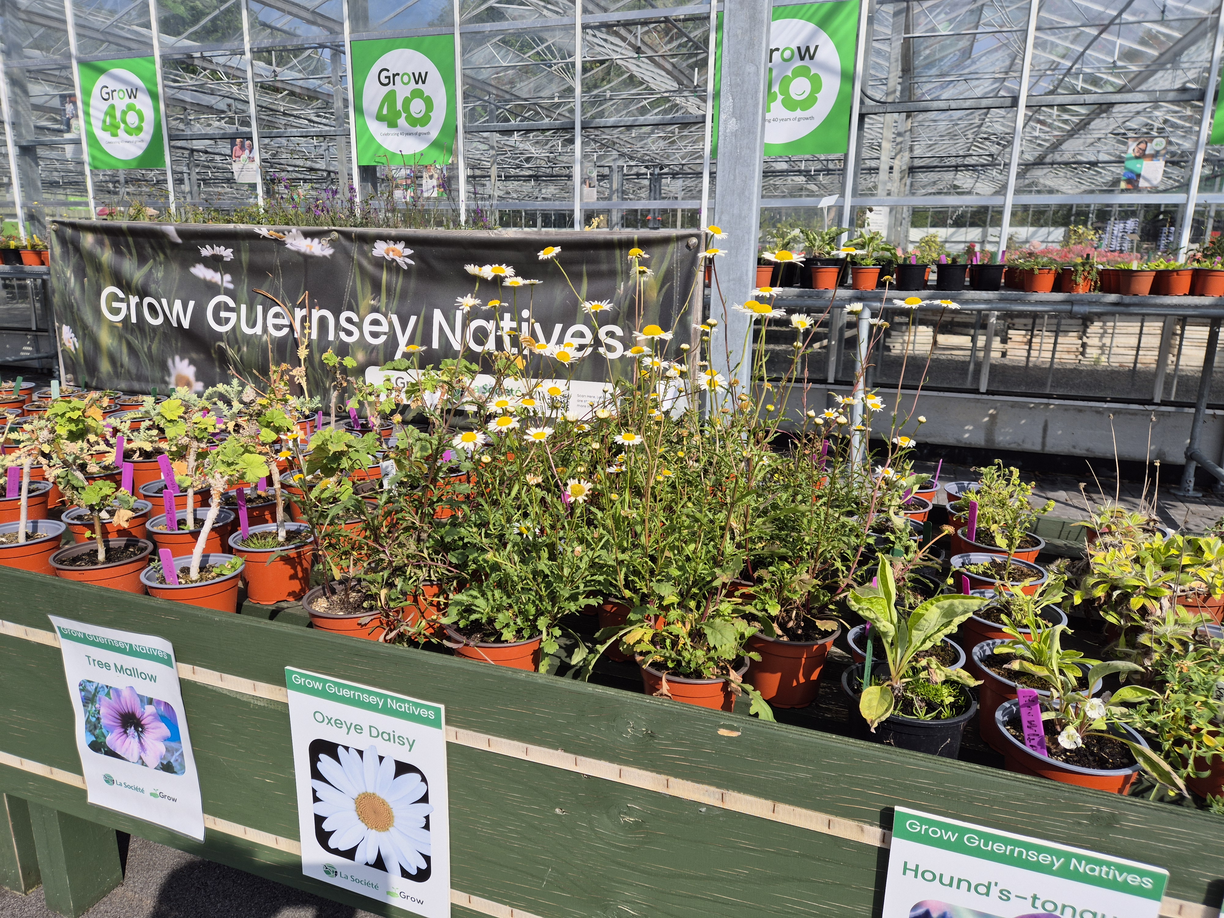 Be plant wise – gardening with Guernsey’s nature in mind