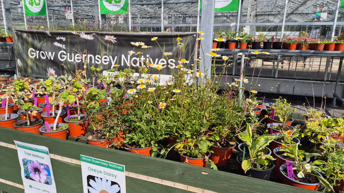 Grow Guernsey natives. By selecting native species for your garden you can ensure that they won’t pose a threat to wildlife, but instead support native pollinators and other wildlife. These beautiful plants can be purchased from Grow Ltd.