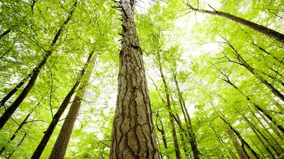 A meeting is being held to discuss the potential opportunity for the establishment and management in Guernsey of a 'gold standard' reforestation scheme. (26153523)