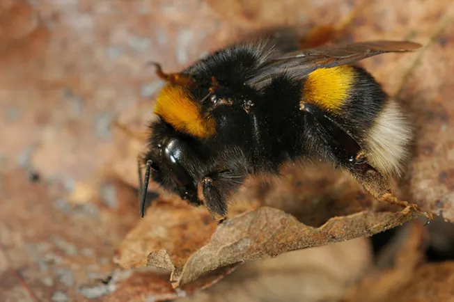 Buff-tailed bumblebee (Bombus terrestris)
