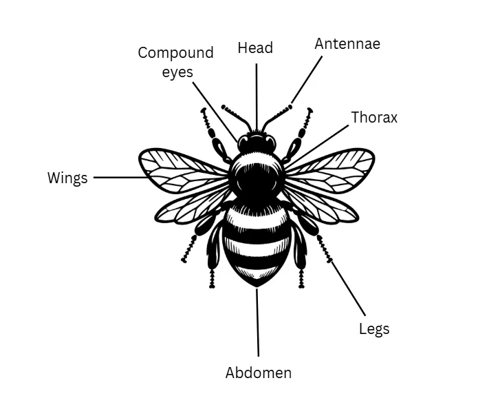Insect anatomy