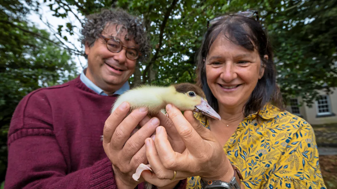  Lorenzo the duckling is pictured with Mr Datta and Isabelle Edward from Les Adams Farm