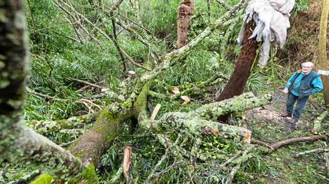 Manor loses rare golden sycamore to storm