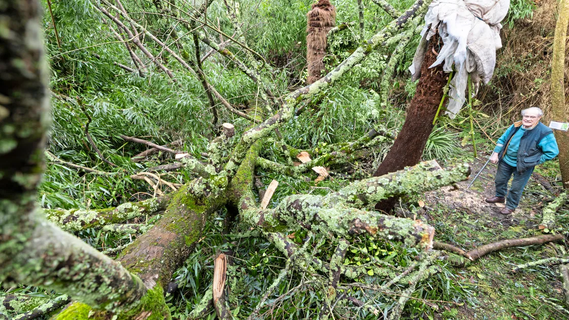 Peter de Sausmarez next to the golden sycamore tree felled by Storm Goretti at Sausmarez Manor