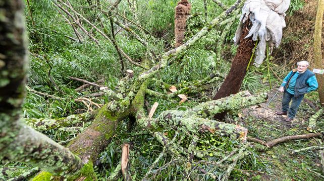 Manor loses rare golden sycamore to storm
