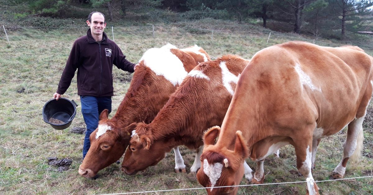 Retired cows in Alderney do their bit for the environment