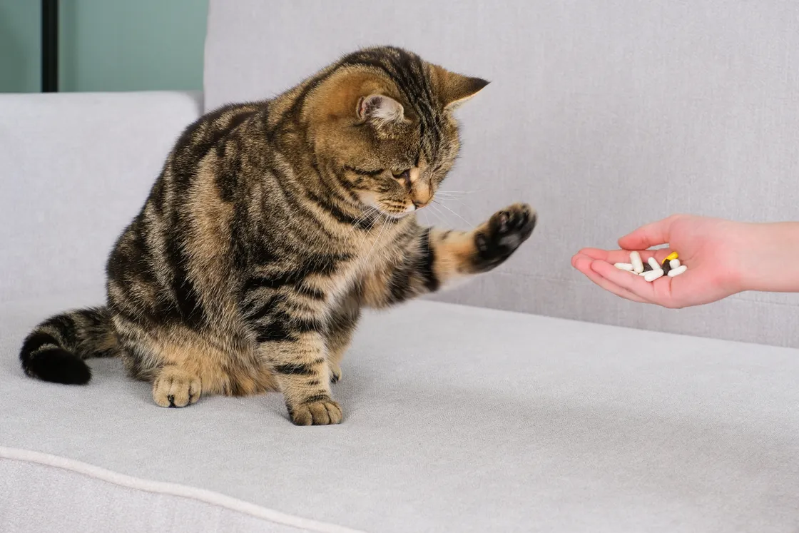 ‘The good news is that many medicines are now being made and tested specifically for cats. International Cat Care has an “easy to give” award, which is given to innovative products that are designed in a way...’