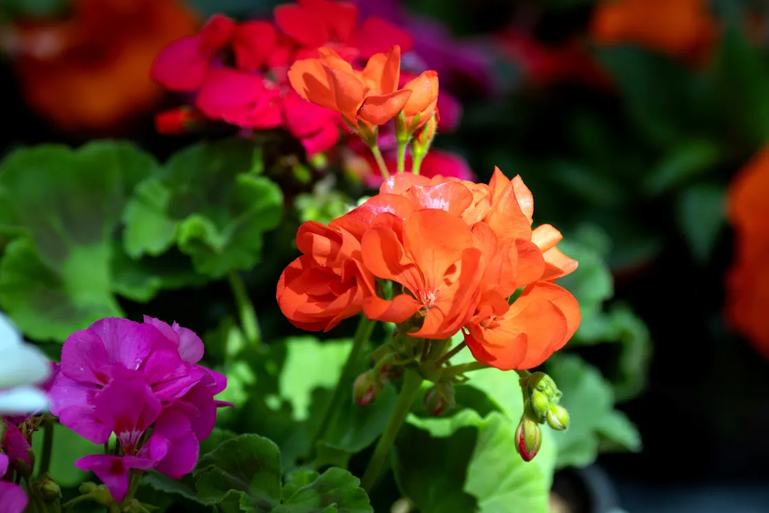 Pelargoniums