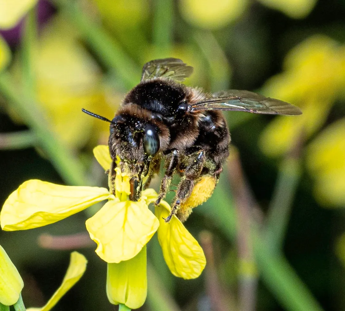 Rare bees threatened by quarry at Chouet