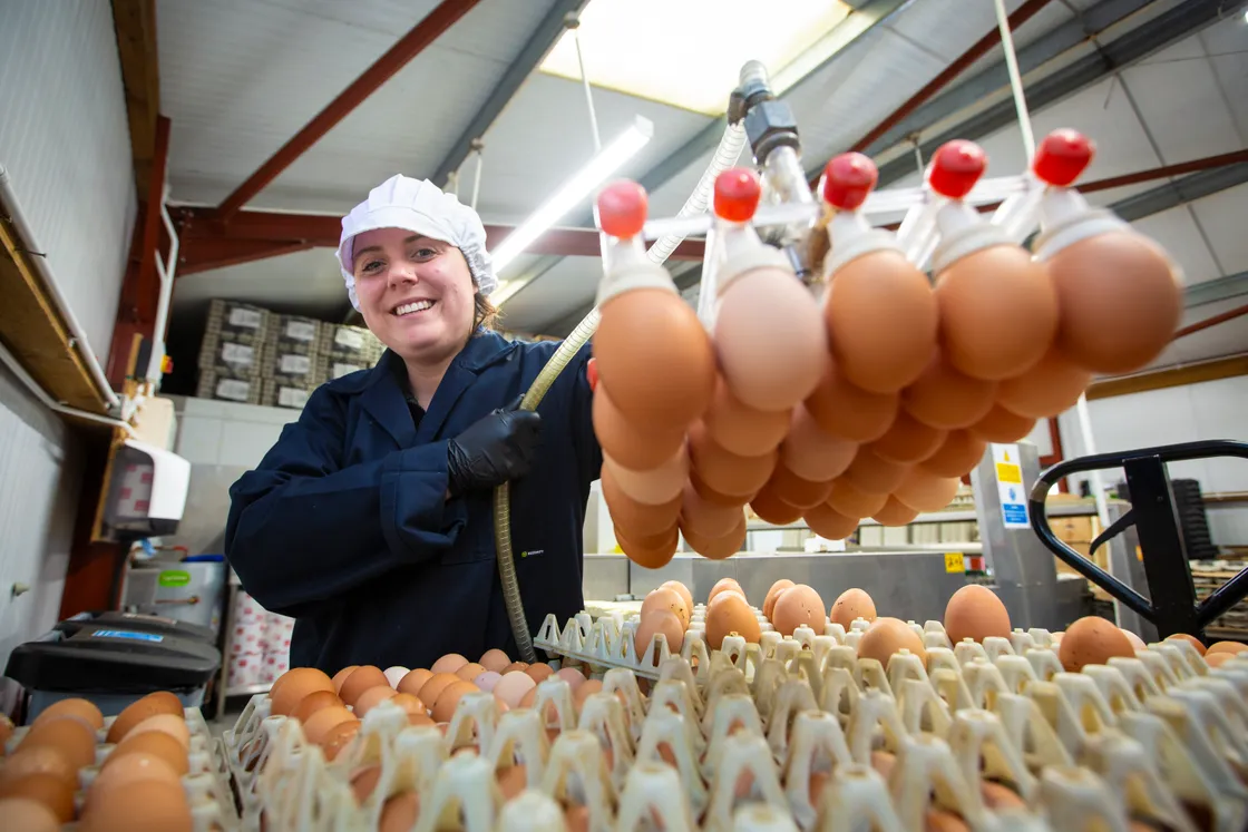 Jessica Rihoy grading eggs at Castel Farm Eggs, which has taken delivery of 4,200 more chickens to brings its flock up to 11,000. (33233853)
