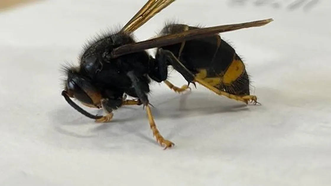 An Asian hornet queen caught this spring. 	 (34849155)