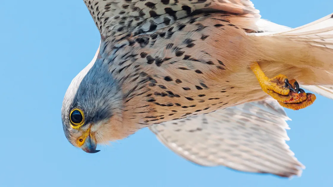 Male Kestrel