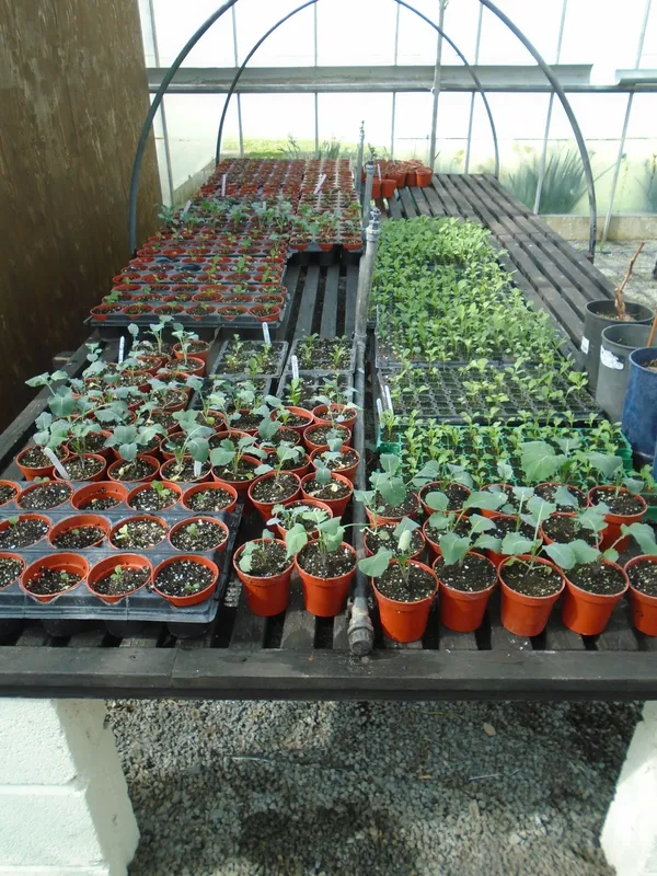 Seedlings ready to planted out in the greenhouse