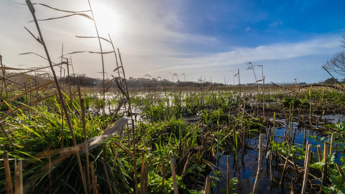La Societe President Trevor Bourgaize described the wetland meadows of La Claire Mare nature reserve on the west coast between Perelle and L’Eree as a ‘hidden gem’