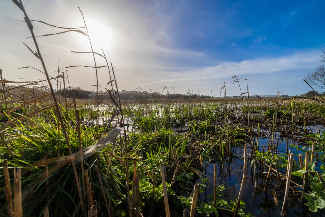 La Societe President Trevor Bourgaize described the wetland meadows of La Claire Mare nature reserve on the west coast between Perelle and L’Eree as a ‘hidden gem’