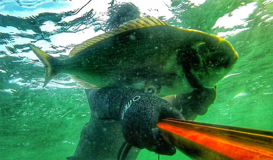 Pierre Joubert's British record-breaking gilt-head bream. (25615377)