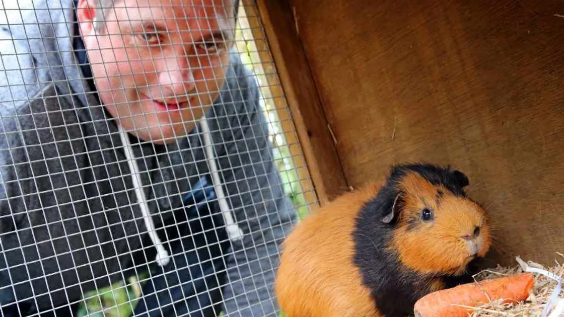 Guinea pig rescue to close for six months after viral outbreak