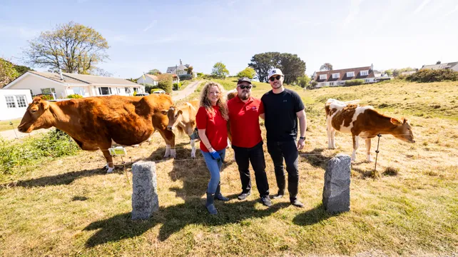 La Societe Guernesiaise conservation herd on the move