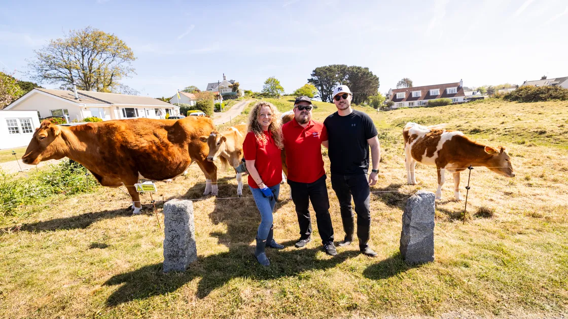 The Conservation Herd has moved the cows across the common at L’Ancresse by Bunker Hill. HSBC volunteers were in attendance to help with the fencing up of the new space, left to right, Candida Collar, Mike Fogarty and Oliver Rowe from HSBC.