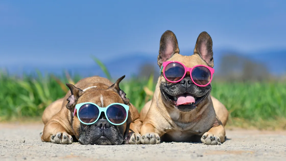 Hot dogs