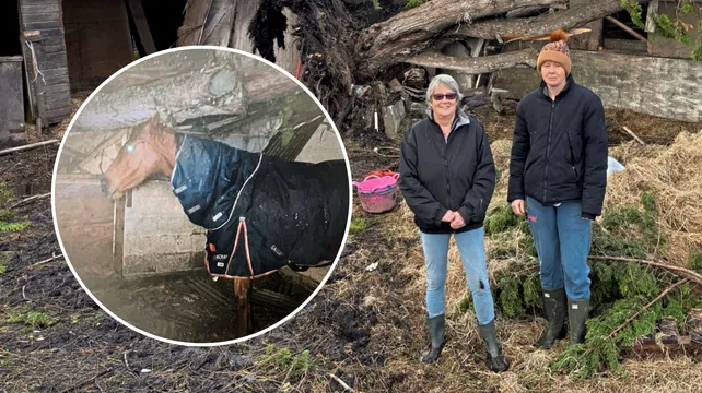 ‘Miracle’ escape as horses survive Storm Goretti tree fall