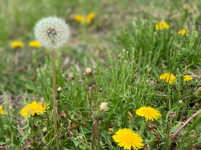 Let your lawn grow long