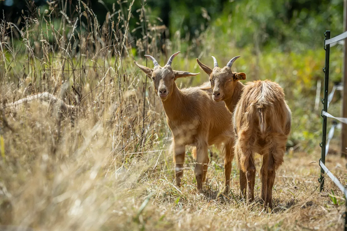 Over time Mr Harford-Fox said he would look into increasing the number of goats in the herd.