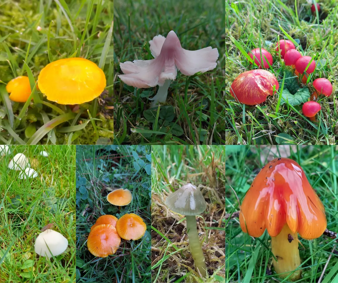 A selection of waxcaps (Hygrocybe sp.) showing the variety of vibrant colours this family displays