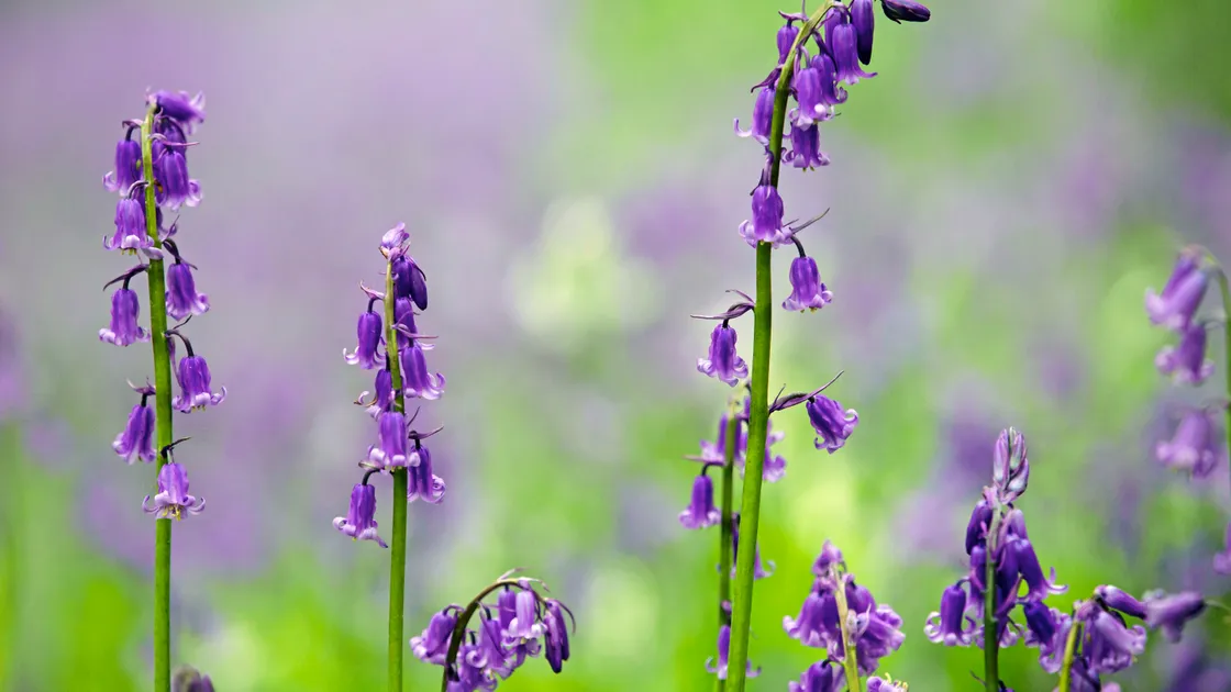 Native bluebells such as these at the Fermain bluebell woods are being squeezed out by a non-native variety.  (Picture by Peter Frankland, 21332726)