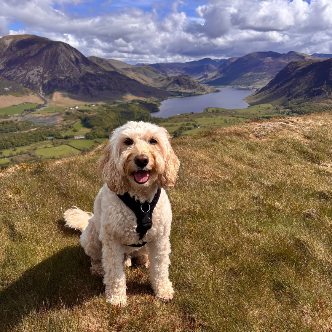 The dog enjoyed the views over Crummock Water