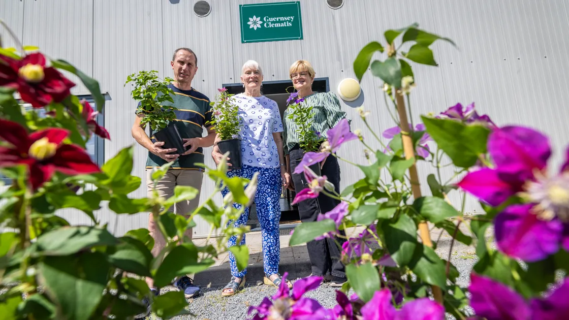 Guernsey Clematis is holding a sale this weekend at its base in Route Militaire with help from volunteers at the Victorian Walled Kitchen Garden which will benefit from some of the cash raised. Left to right, Chris Ozanne of Guernsey Clematis, Cathy Morgan from Victorian Walled Kitchen Garden and Nati Gleeson from Guernsey Clematis. 		 (Picture by Peter Frankland, 34818829)