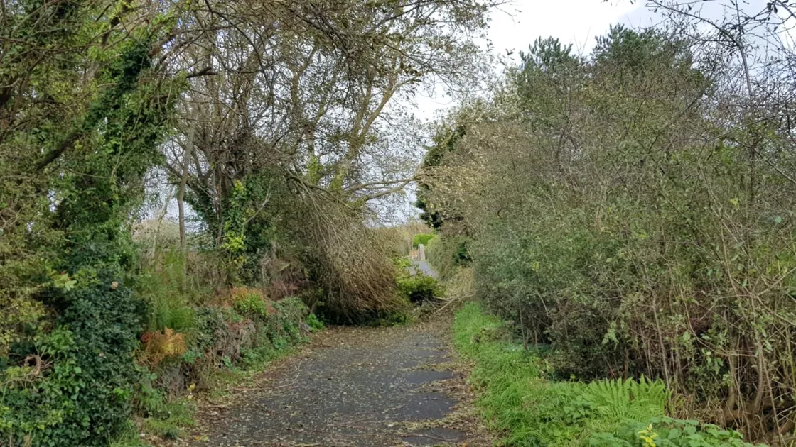 Almost all of the 150 roads blocked or obstructed as a result of Storm Ciaran have now been cleared, including Roseland Lane, pictured. (32694996)