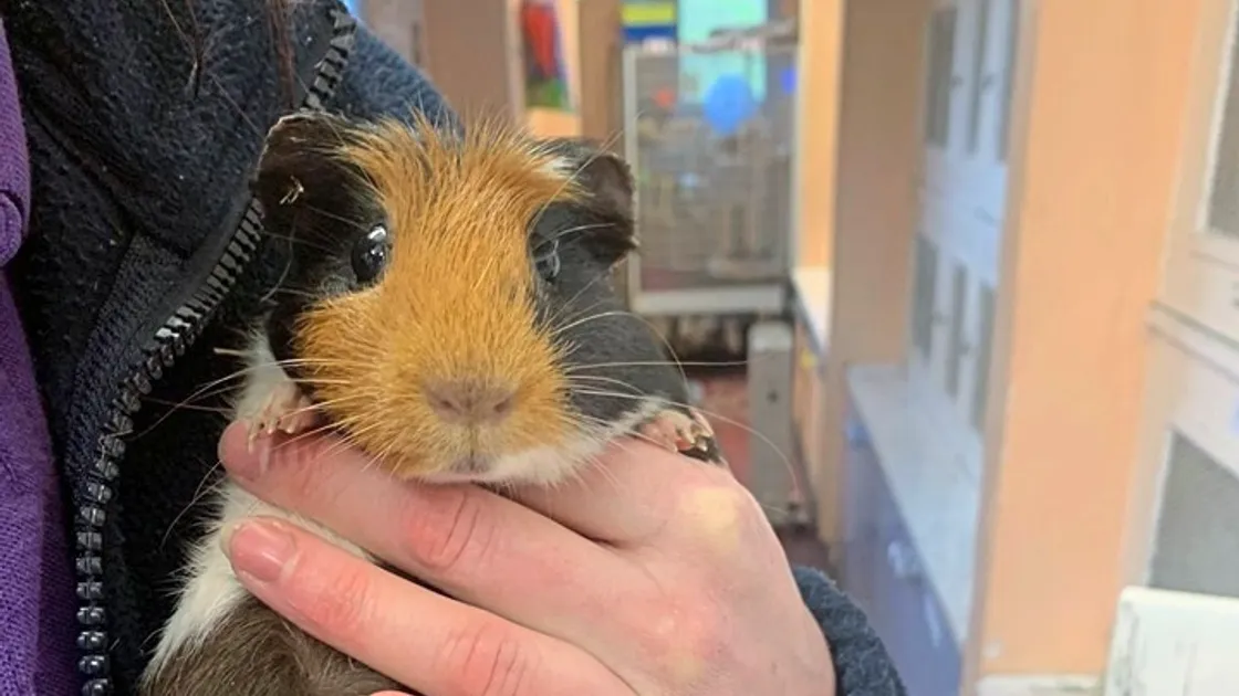 Two guinea pigs were dumped at GSPCA reception. One is male and the other is female, which GSPCA manager Steve Byrne suspects is pregnant.  (27625980)