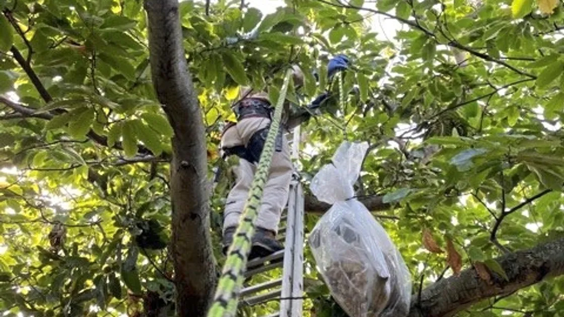 The securely bagged nest is lowered down to the ground ready to be placed in a deep freeze overnight to kill any surviving grubs.
