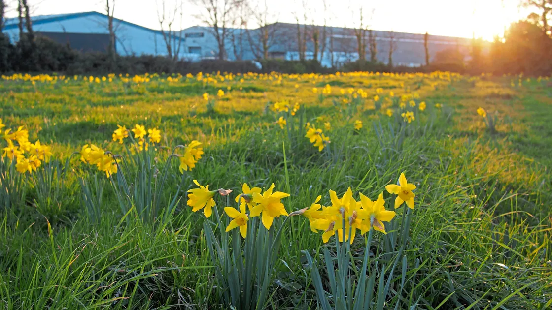 Pointe Field, Vale. More than 150 new houses have already been granted approval in Braye Road alone – potentially the most congested road in the island. 