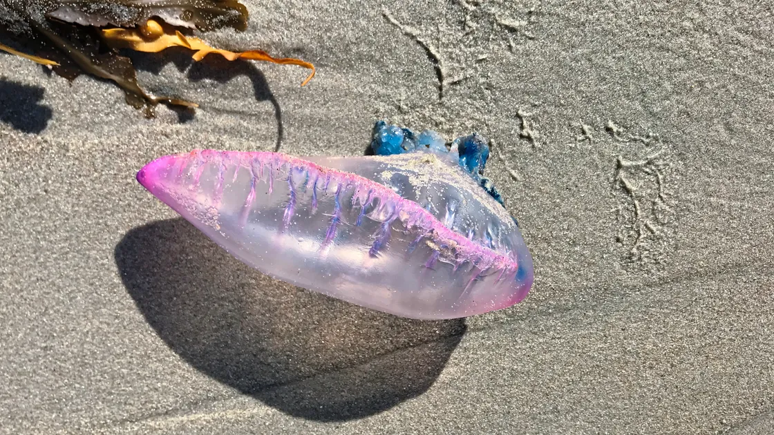 A Portuguese man o’ war which was found at L’Eree over the weekend.