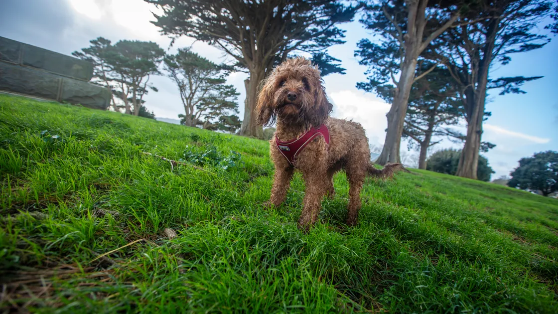 ‘Improving animal welfare is at the heart of this initiative, but this is also about protecting the wider community and other animals by encouraging responsible use of beaches, parks, and recreational spaces,’ said Lorna Chadwick, animal health and welfare officer