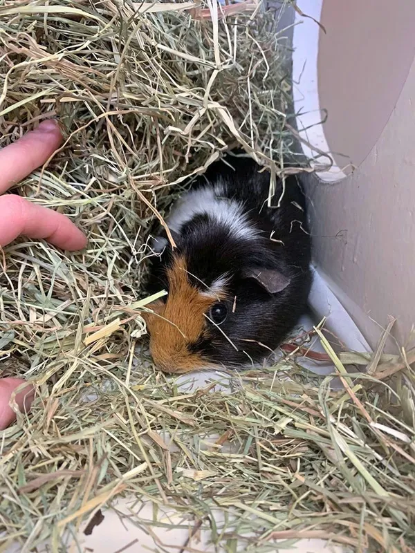 Two guinea pigs were dumped at the reception of the GSPCA. One is a boy and one is a girl, which GSPCA manager Steve Byrne suspects is pregnant. (27625978)